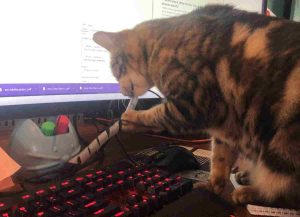 Cats take over ChatGPT. Photo of the Incus Data cat chewing a computer cable while sitting in front of a monitor.