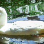 How to feed a blind duck or why google isn't always the right answer. Photo of the white duck discussed in the post.