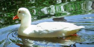 How to feed a blind duck or why google isn't always the right answer. Photo of the white duck discussed in the post.