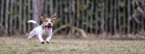 Enthusiasm is contagious. Photo of a happy small dog running.