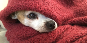 Finding motivation - photo of a dog under a blanket with just part of its face showing.