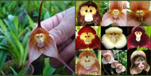 Photographs of monkey orchids: orchids whose flowers look like monkey faces.