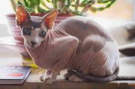 Photo of a sphynx cat