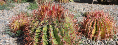 The thorny issue of accreditation. Photo of round cactus with thorns.