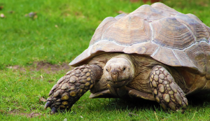 Photo of a tortoise.