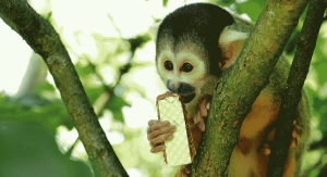 Squirrel monkey in a tree eating a cookie
